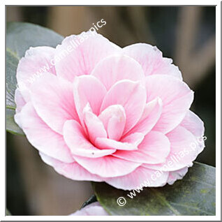 Camellia Japonica 'Berta Giglioli'
