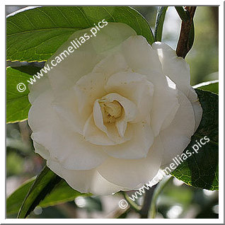 Camellia Japonica 'Bertha Ravené'