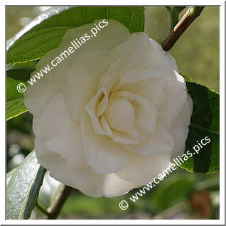 Camellia Japonica 'Bertha Ravené'