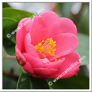 Camellia Japonica 'Berusaiyu'