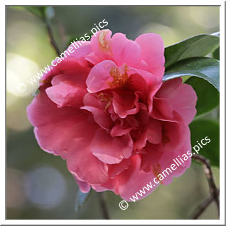 Camellia Japonica 'Enrico Bettoni (US)'
