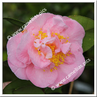 Camellia Japonica 'Betty Cuthbert'