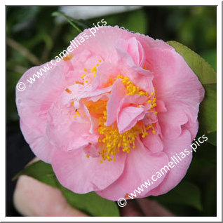 Camellia Japonica 'Betty Cuthbert'
