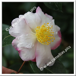 Camellia Sasanqua 'Paradise Betty Lynda '