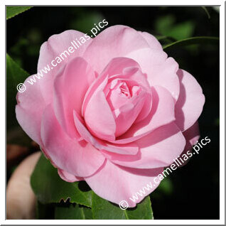 Camellia Hybride C.x williamsii 'Betty Ridley'