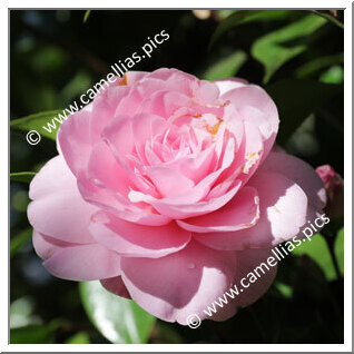 Camellia Hybrid C.x williamsii 'Betty Ridley'