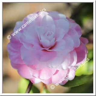 Camellia Hybrid C.x williamsii 'Betty Ridley Variegated'