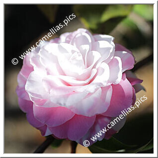 Camellia Hybrid C.x williamsii 'Betty Ridley Variegated'