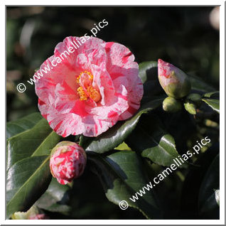 Camellia Japonica 'Betty Foy Sanders'