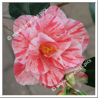 Camellia Japonica 'Betty Foy Sanders'