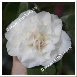 Camellia Japonica 'Betty Sheffield'