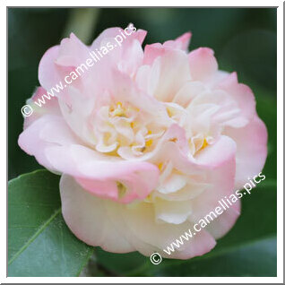 Camellia Japonica 'Betty Sheffield'