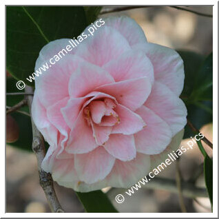 Camellia Japonica 'Betty Sheffield Blush'
