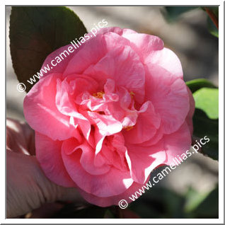 Camellia Japonica 'Betty Sheffield Coral'
