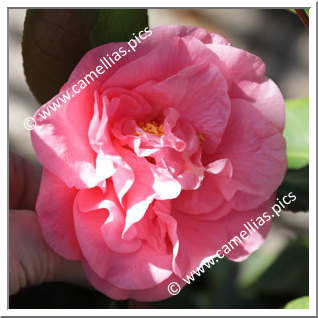 Camellia Japonica 'Betty Sheffield Coral'