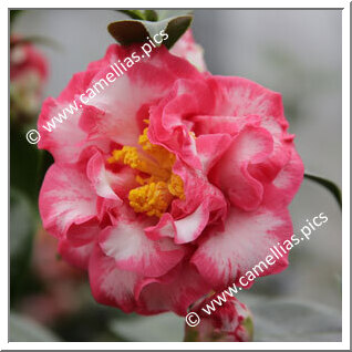 Camellia Japonica 'Betty Sheffield Supreme'