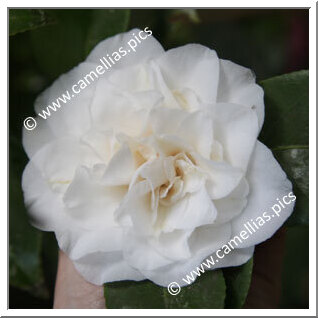 Camellia Japonica 'Betty Sheffield White'