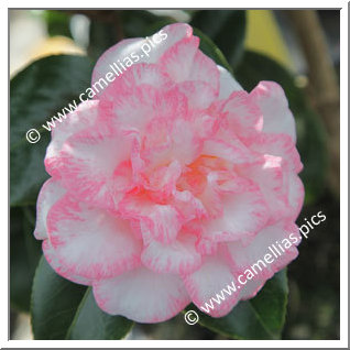 Camellia Japonica 'Betty's Beauty'