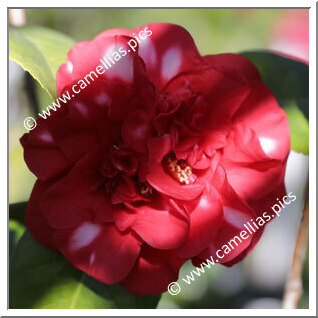 Camellia Japonica 'Bev Piets Smile'