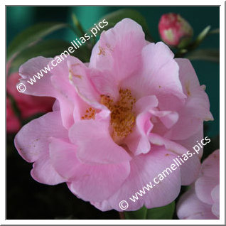 Camellia Hybride C.x williamsii 'Beverly L. Baylies'