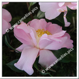 Camellia Hybride C.x williamsii 'Beverly L. Baylies'