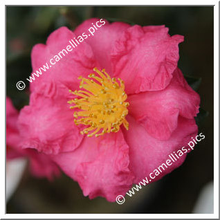 Camellia Sasanqua 'Biarnes'