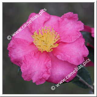 Camellia Sasanqua 'Biarnes'