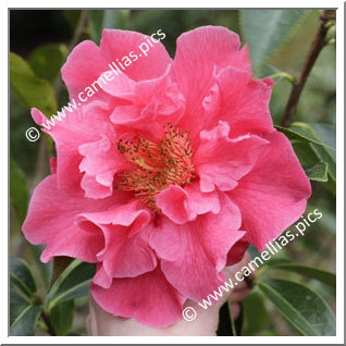 Camellia Reticulata 'Big Dipper'