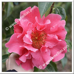 Camellia Reticulata 'Big Dipper'