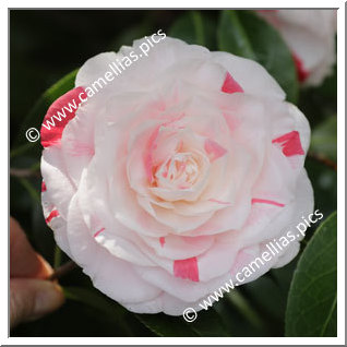 Camellia Japonica 'Biho'
