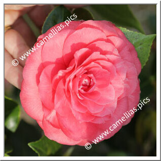 Camellia Japonica 'Bijou di Firenze'