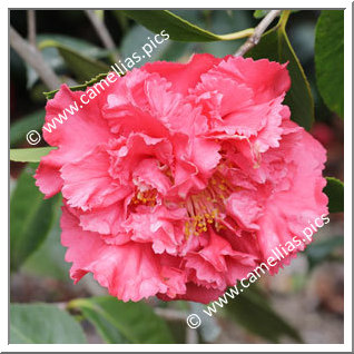 Camellia Hybride C.reticulata 'Bill Goertz'