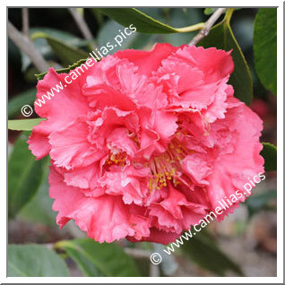 Camellia Hybrid C.reticulata  'Bill Goertz'