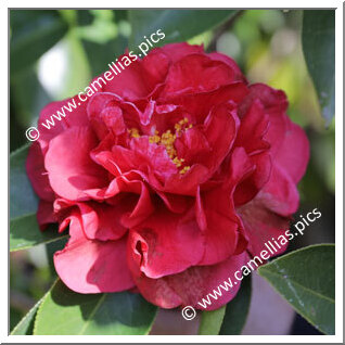 Camellia Hybride C.reticulata 'Bill LaRose'
