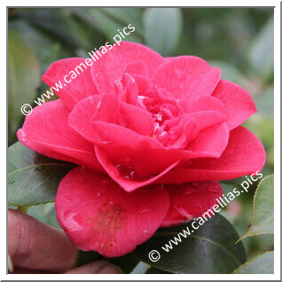 Camellia Japonica 'Bill Quattlebaum'