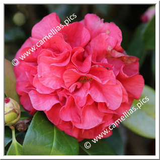 Camellia Hybrid C.reticulata  'Bill Woodroof'