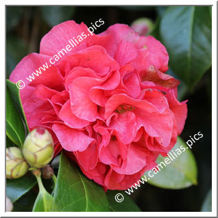 Camellia Hybride C.reticulata 'Bill Woodroof'