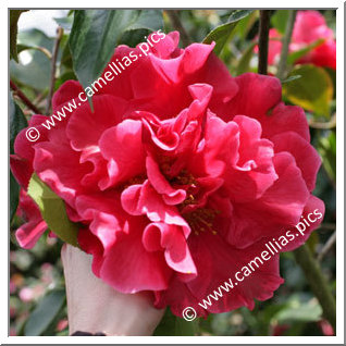 Camellia Hybride C.reticulata 'Bill Woodroof'
