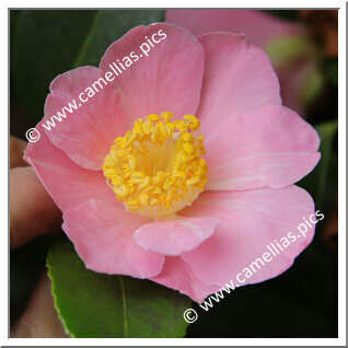 Camellia Japonica 'Billie McFarland'