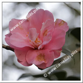 Camellia Japonica 'Billie McCaskill'