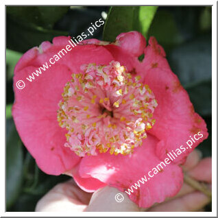 Camellia Higo Camellias 'Bishônen'