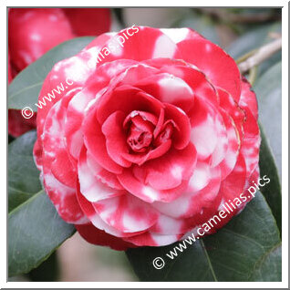 Camellia Japonica 'Bisi'