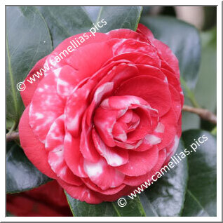 Camellia Japonica 'Bisi'