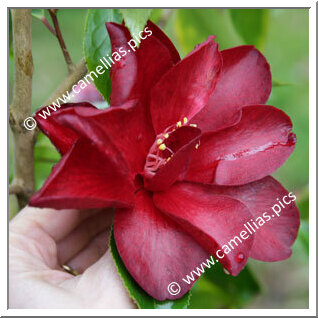 Camellia Hybrid 'Black Knight'