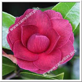 Camellia Hybride C.reticulata 'Black Lace'