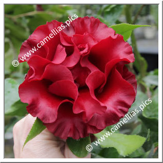 Camellia Japonica 'Black Magic'