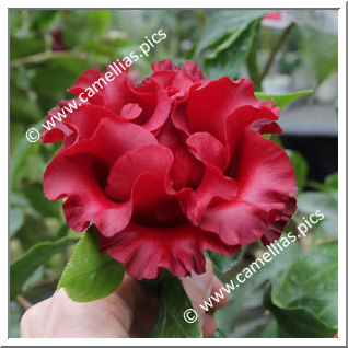 Camellia Japonica 'Black Magic'