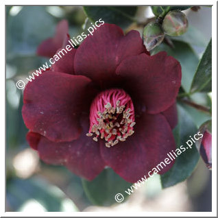 Camellia Hybride 'Black Opal '