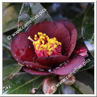 Camellia Hybride 'Black Opal '