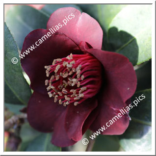 Camellia Hybrid 'Black Opal '